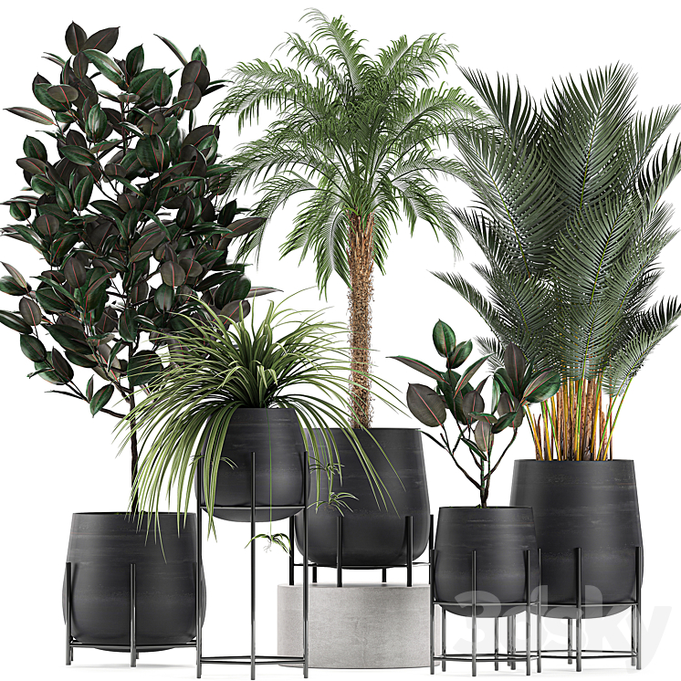 Collection of small plants in black pots on legs with Date palm ficus Chlorophytum Abidjan. Set 627. 3DS Max - thumbnail 1