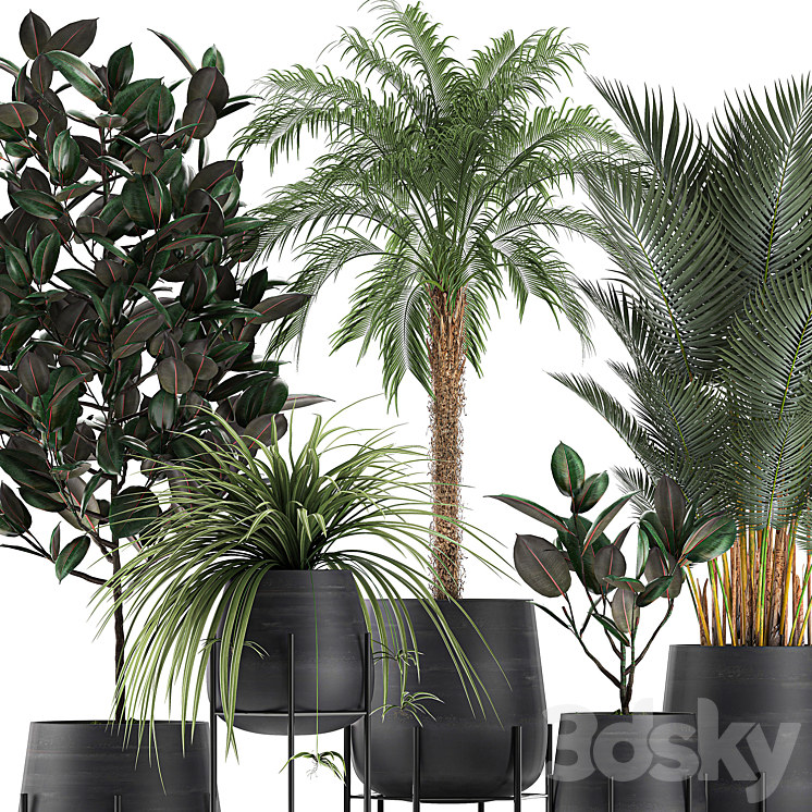 Collection of small plants in black pots on legs with Date palm ficus Chlorophytum Abidjan. Set 627. 3DS Max - thumbnail 2