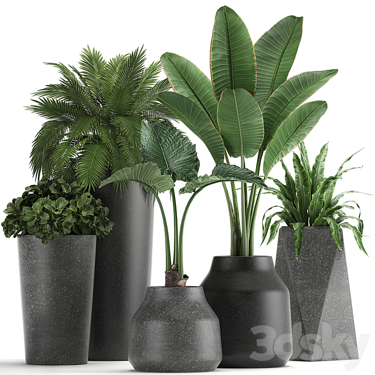 Collection of small plants in black pots with Banana palm asplenium alocasia. Set 825 3DS Max - thumbnail 1