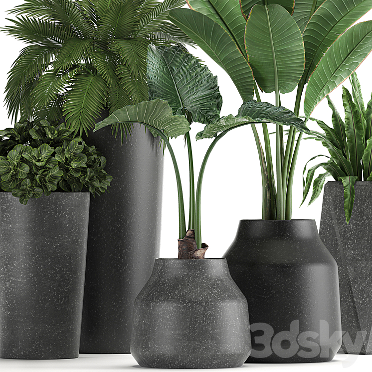 Collection of small plants in black pots with Banana palm asplenium alocasia. Set 825 3DS Max - thumbnail 2