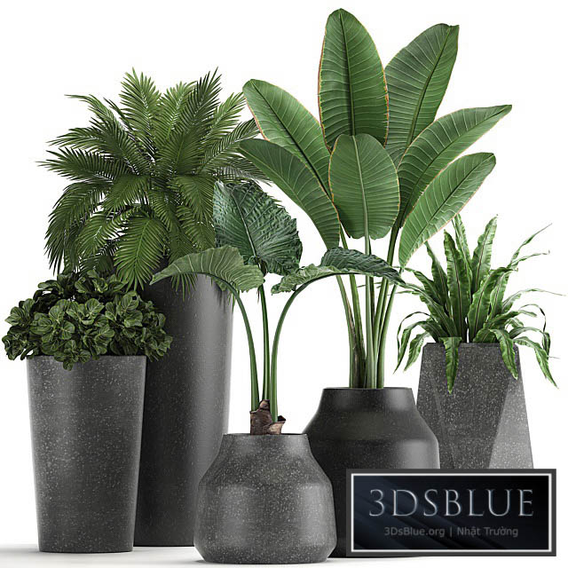 Collection of small plants in black pots with Banana palm asplenium alocasia. Set 825 3DS Max - thumbnail 3