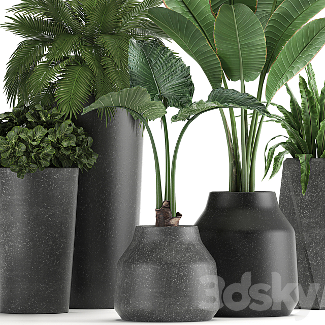 Collection of small plants in black pots with Banana palm. asplenium. alocasia. Set 825 3DSMax File - thumbnail 2