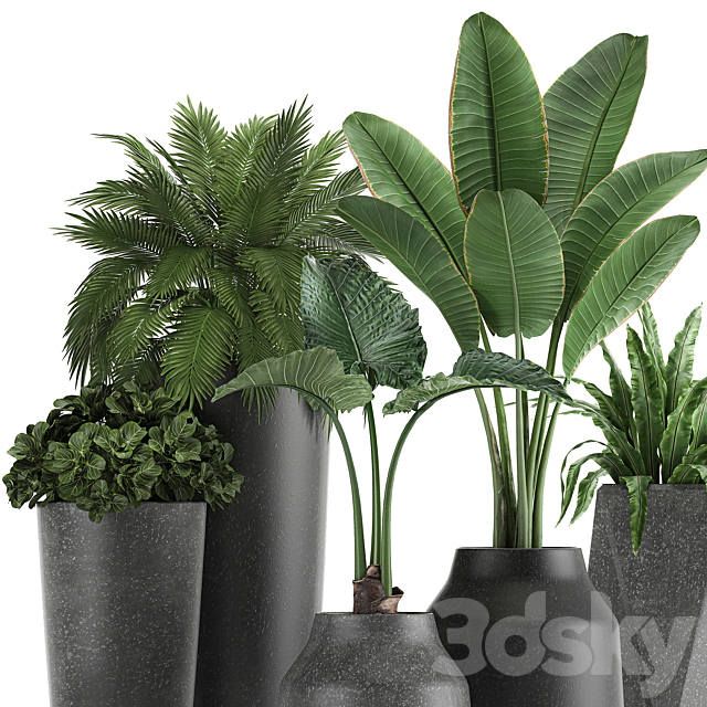 Collection of small plants in black pots with Banana palm. asplenium. alocasia. Set 825 3DSMax File - thumbnail 3