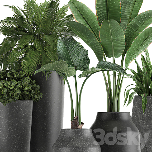 Collection of small plants in black pots with Banana palm. asplenium. alocasia. Set 825 3DSMax File - thumbnail 4