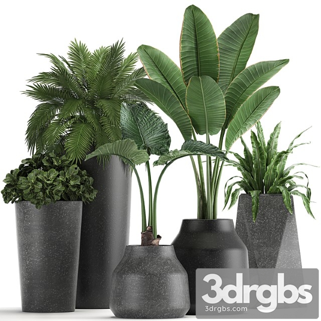 Collection of small plants in black pots with banana palm, asplenium, alocasia. set 825 - thumbnail 1