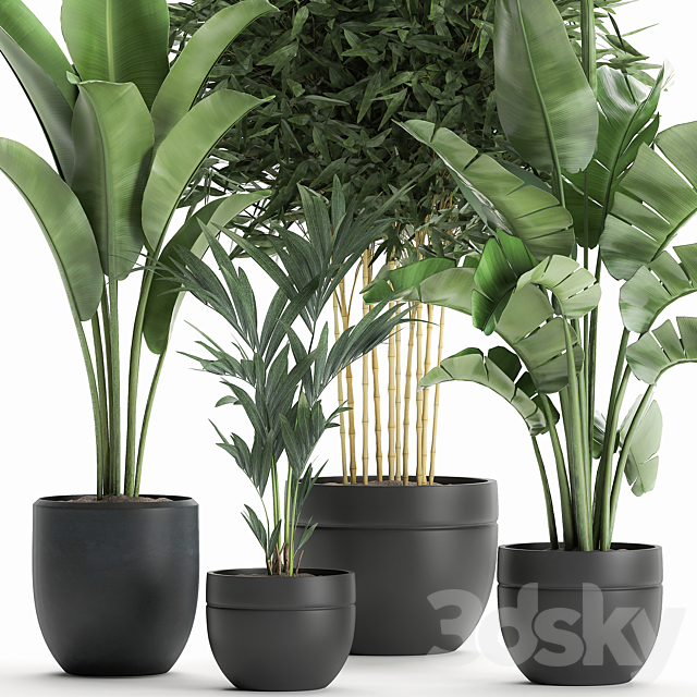 Collection of small plants in black pots with Banana palm bamboo bush strelitzia ravenala. Set 586. 3DS Max Model - thumbnail 2