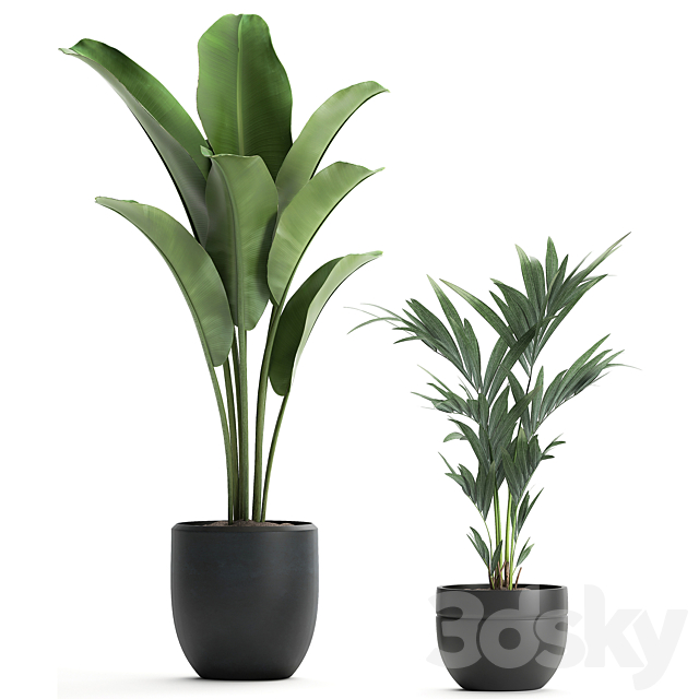 Collection of small plants in black pots with Banana palm bamboo bush strelitzia ravenala. Set 586. 3DS Max Model - thumbnail 3