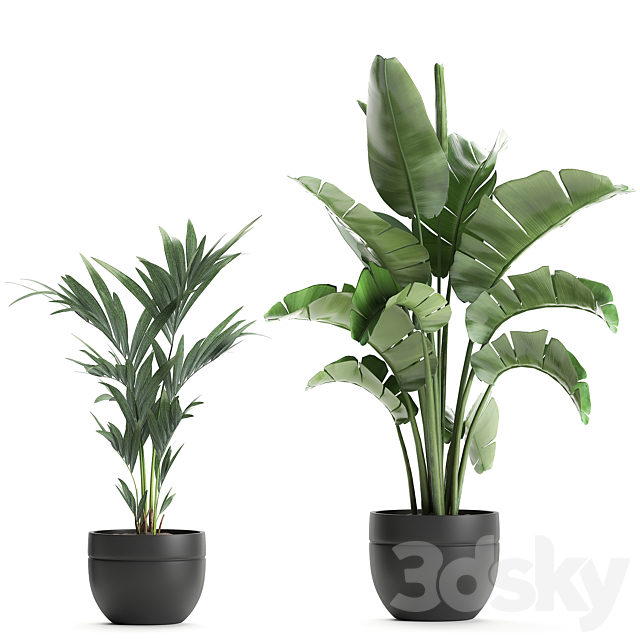 Collection of small plants in black pots with Banana palm bamboo bush strelitzia ravenala. Set 586. 3DS Max Model - thumbnail 4