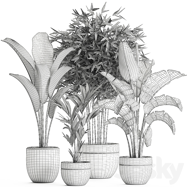 Collection of small plants in black pots with Banana palm bamboo bush strelitzia ravenala. Set 586. 3DS Max Model - thumbnail 5