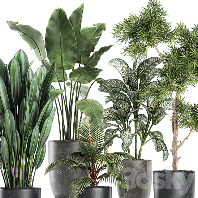 Collection of small plants in black pots with banana palm Dieffenbachia tree. Set 757. 3DS Max Model - thumbnail 2