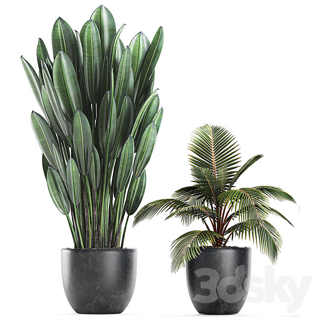 Collection of small plants in black pots with banana palm Dieffenbachia tree. Set 757. 3DS Max Model - thumbnail 3