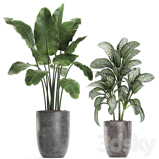 Collection of small plants in black pots with banana palm Dieffenbachia tree. Set 757. 3DS Max Model - thumbnail 4