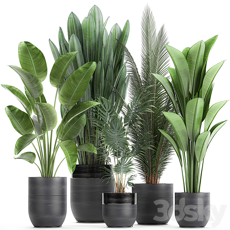 Collection of small plants in black pots with Strelitzia banana coconut palm hovea. Set 726. 3DS Max - thumbnail 1