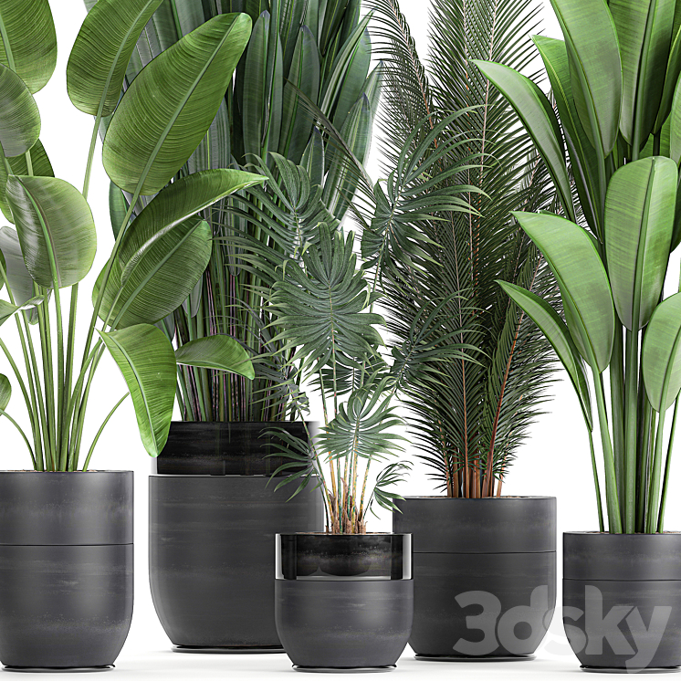 Collection of small plants in black pots with Strelitzia banana coconut palm hovea. Set 726. 3DS Max - thumbnail 2