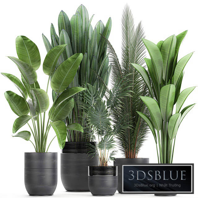 Collection of small plants in black pots with Strelitzia banana coconut palm hovea. Set 726. 3DS Max - thumbnail 3