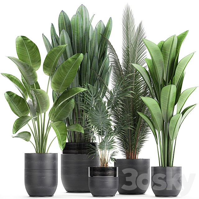 Collection of small plants in black pots with Strelitzia. banana. coconut palm. hovea. Set 726. 3DSMax File - thumbnail 1