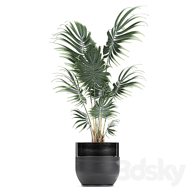 Collection of small plants in black pots with Strelitzia. banana. coconut palm. hovea. Set 726. 3DSMax File - thumbnail 3