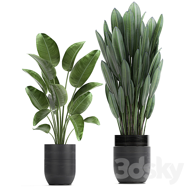 Collection of small plants in black pots with Strelitzia. banana. coconut palm. hovea. Set 726. 3DSMax File - thumbnail 4