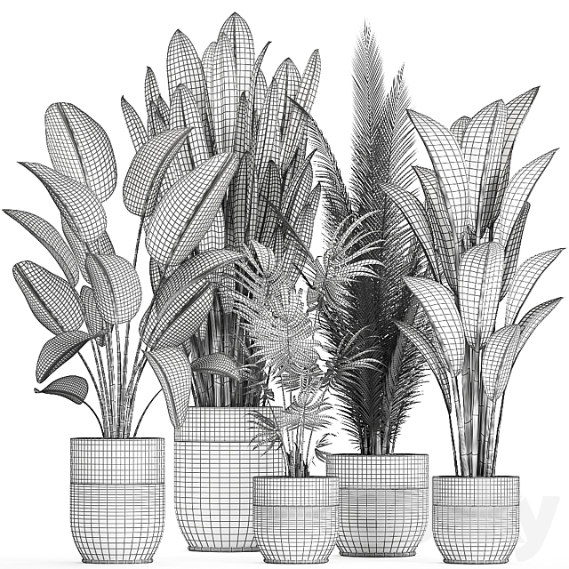 Collection of small plants in black pots with Strelitzia. banana. coconut palm. hovea. Set 726. 3DSMax File - thumbnail 5