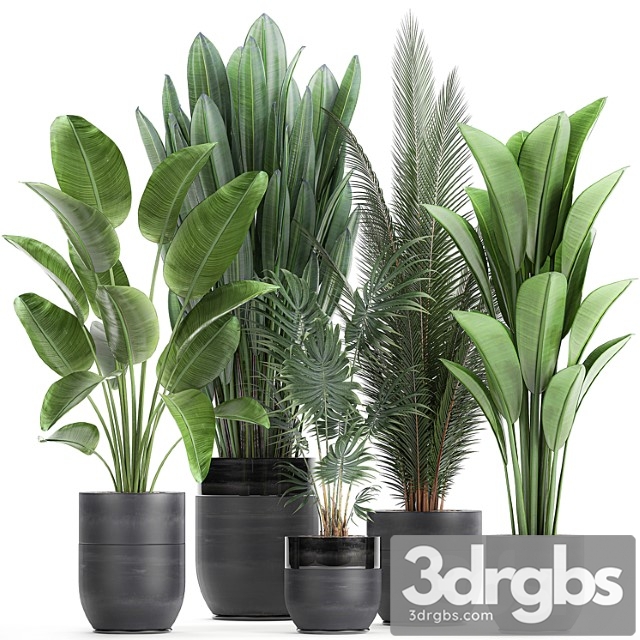 Collection of small plants in black pots with strelitzia, banana, coconut palm, hovea. set 726. - thumbnail 1