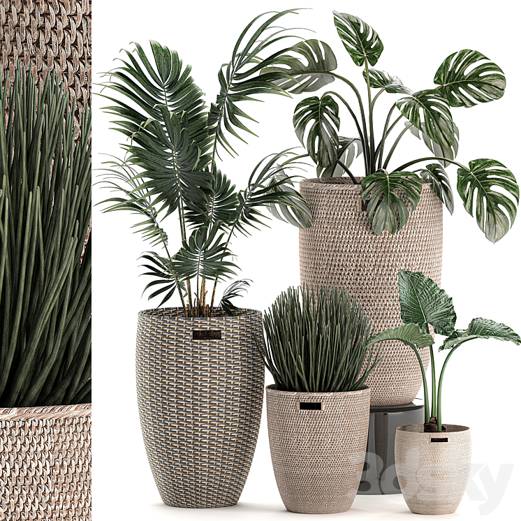 Collection of small plants in decorative baskets pots with Monstera Howea  alokasia palm. Set 570. 3DS Max - thumbnail 1