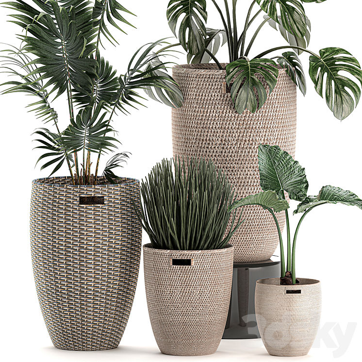 Collection of small plants in decorative baskets pots with Monstera Howea  alokasia palm. Set 570. 3DS Max - thumbnail 2