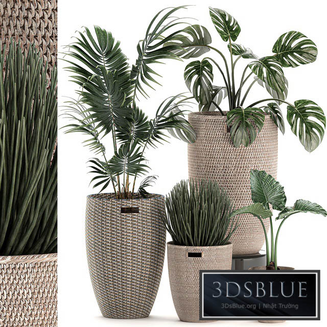 Collection of small plants in decorative baskets pots with Monstera Howea  alokasia palm. Set 570. 3DS Max - thumbnail 3