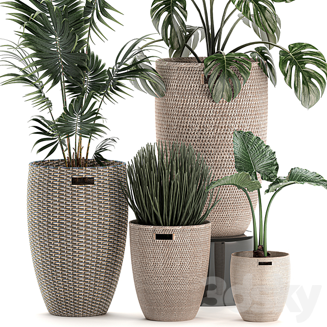 Collection of small plants in decorative baskets pots with Monstera. Howea . alokasia. palm. Set 570. 3DSMax File - thumbnail 2