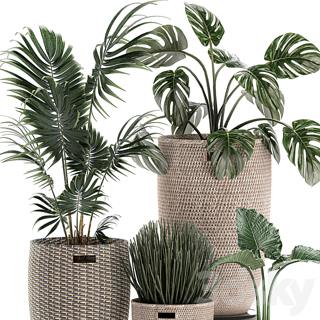 Collection of small plants in decorative baskets pots with Monstera. Howea . alokasia. palm. Set 570. 3DSMax File - thumbnail 3