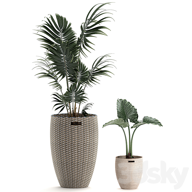 Collection of small plants in decorative baskets pots with Monstera. Howea . alokasia. palm. Set 570. 3DSMax File - thumbnail 4