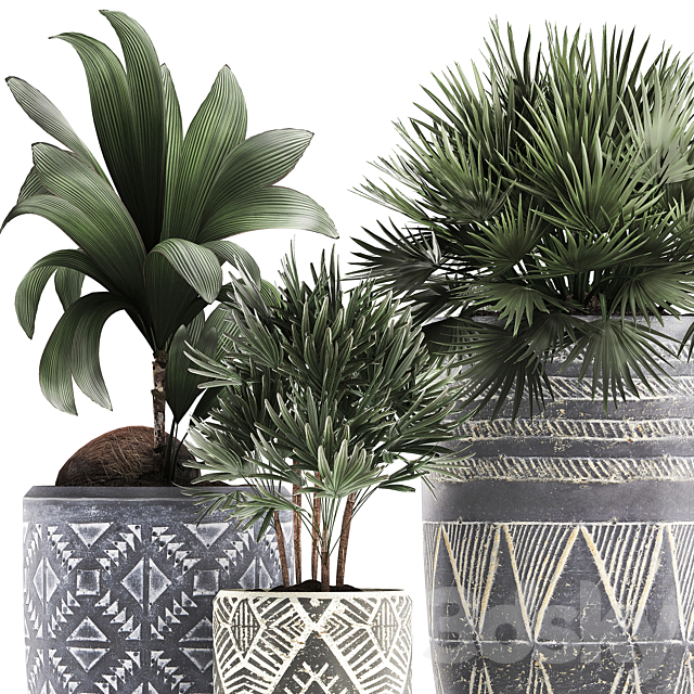 Collection of small plants in ethnic aged pots with coconut nutsifera fan palm Rhapis . Set 475. 3DS Max Model - thumbnail 2