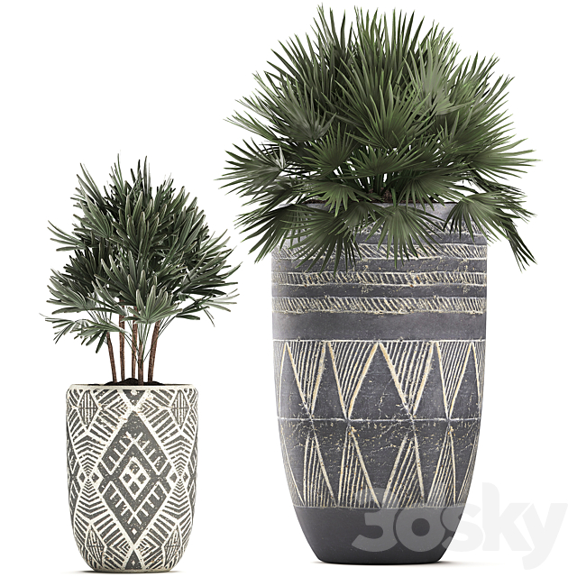 Collection of small plants in ethnic aged pots with coconut nutsifera fan palm Rhapis . Set 475. 3DS Max Model - thumbnail 3