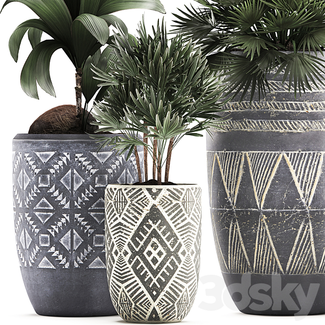 Collection of small plants in ethnic aged pots with coconut nutsifera fan palm Rhapis . Set 475. 3DS Max Model - thumbnail 4