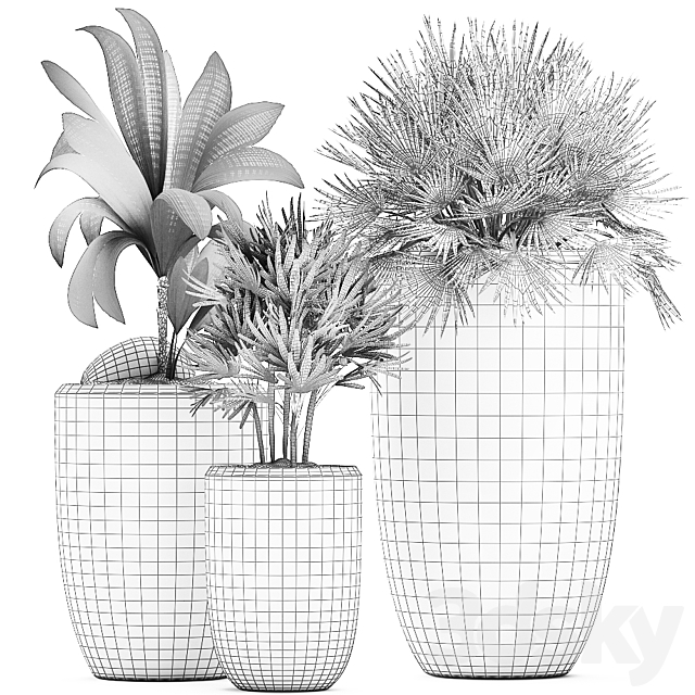 Collection of small plants in ethnic aged pots with coconut nutsifera fan palm Rhapis . Set 475. 3DS Max Model - thumbnail 5