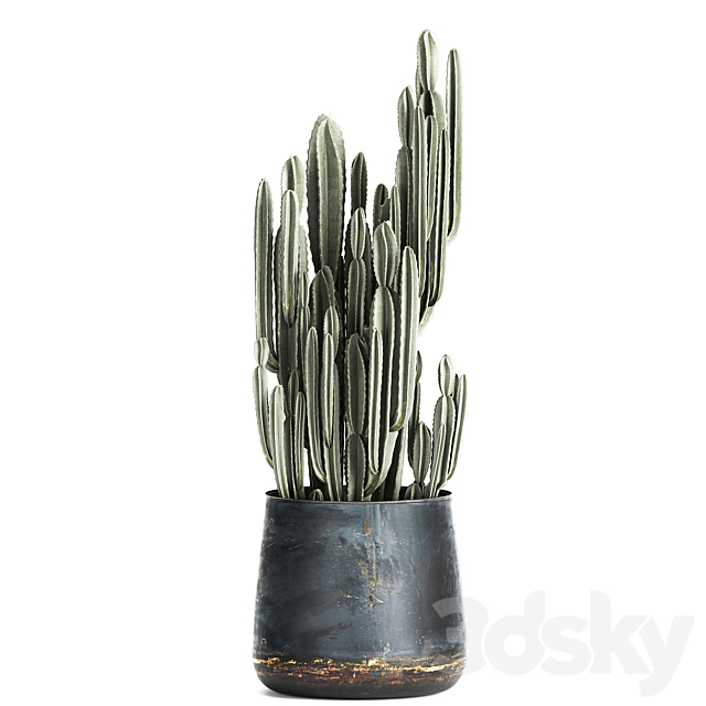 Collection of small plants in luxury pots with Cactus palm olive tree Rapeseed Raphis Cereus. Set 870. 3DS Max Model - thumbnail 3