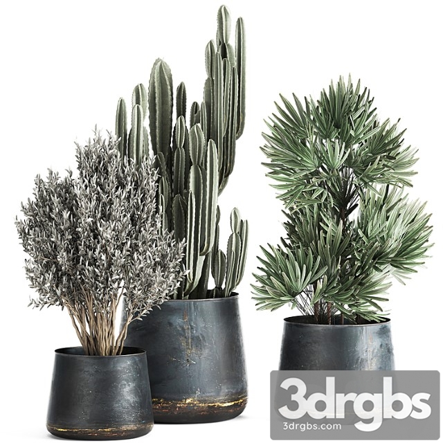 Collection of small plants in luxury pots with cactus, palm, olive, tree, rapeseed, raphis, cereus. set 870. - thumbnail 1