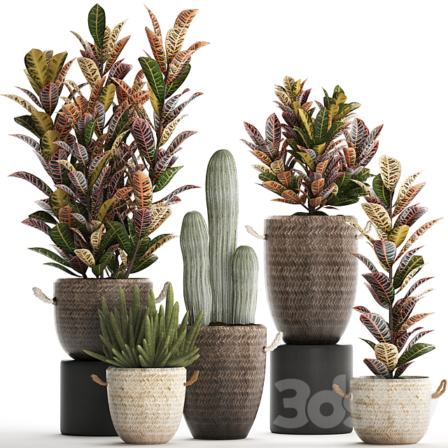 Collection of small plants in modern rattan baskets with Croton tree. cactus. sansevieria cylindrical. Set 433. 3DSMax File - thumbnail 1