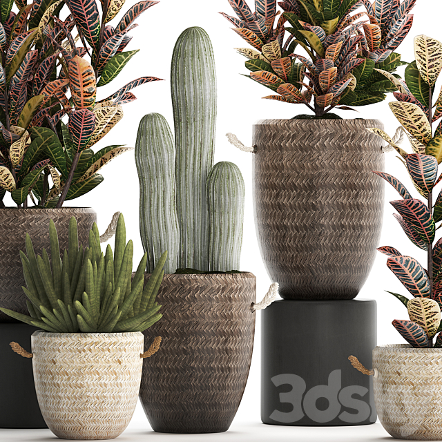 Collection of small plants in modern rattan baskets with Croton tree. cactus. sansevieria cylindrical. Set 433. 3DSMax File - thumbnail 2