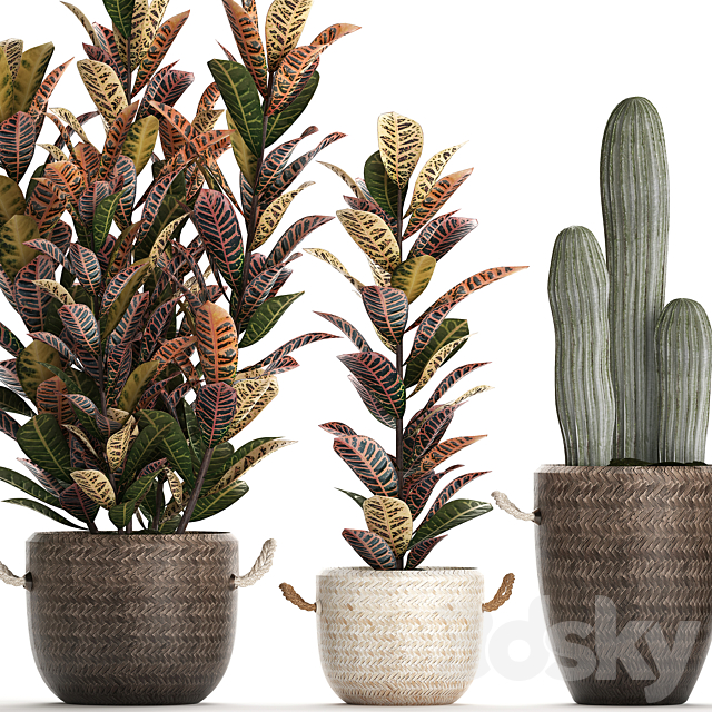 Collection of small plants in modern rattan baskets with Croton tree. cactus. sansevieria cylindrical. Set 433. 3DSMax File - thumbnail 3