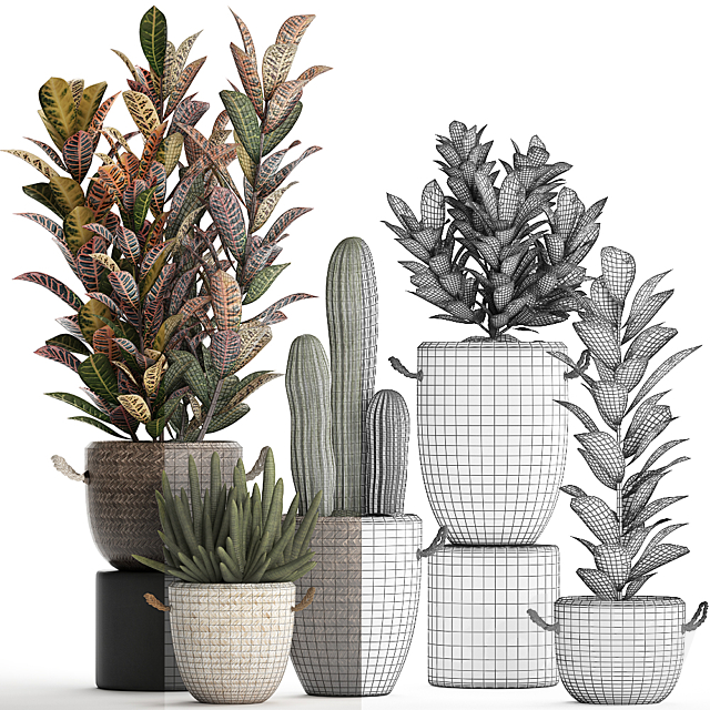 Collection of small plants in modern rattan baskets with Croton tree. cactus. sansevieria cylindrical. Set 433. 3DSMax File - thumbnail 4