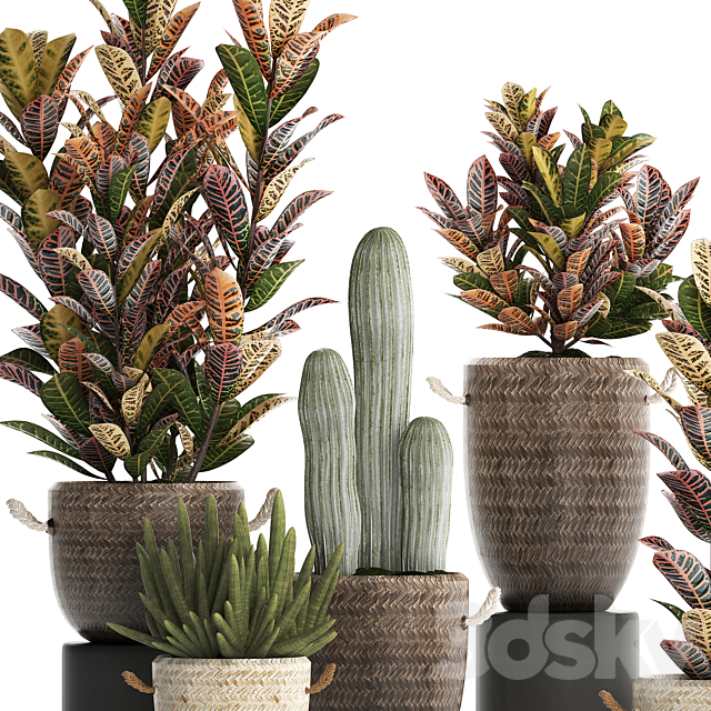 Collection of small plants in modern rattan baskets with Croton tree. cactus. sansevieria cylindrical. Set 433. 3DSMax File - thumbnail 5