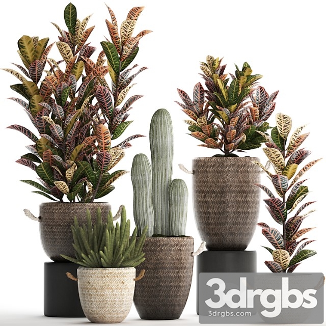 Collection of small plants in modern rattan baskets with croton tree, cactus, sansevieria cylindrical. set 433. - thumbnail 1