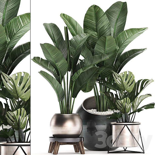 Collection of small plants in modern round pots with Banana palm. strelitzia. monstera. luxury. Set 465. 3DSMax File - thumbnail 1