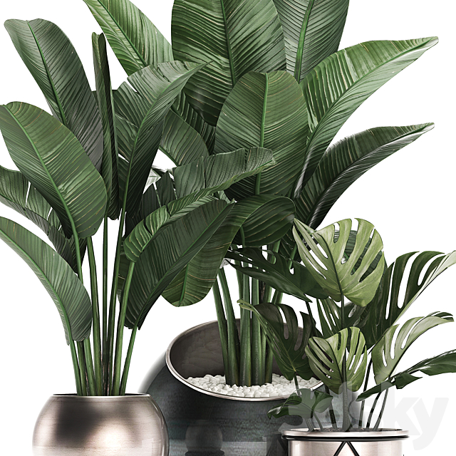 Collection of small plants in modern round pots with Banana palm. strelitzia. monstera. luxury. Set 465. 3DSMax File - thumbnail 2