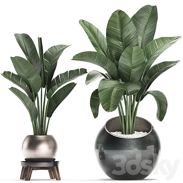 Collection of small plants in modern round pots with Banana palm. strelitzia. monstera. luxury. Set 465. 3DSMax File - thumbnail 3