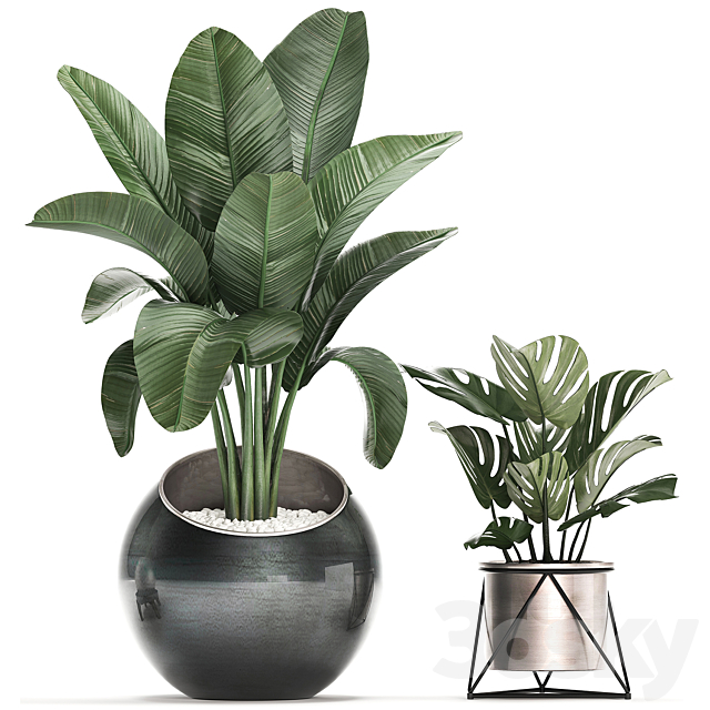 Collection of small plants in modern round pots with Banana palm. strelitzia. monstera. luxury. Set 465. 3DSMax File - thumbnail 4