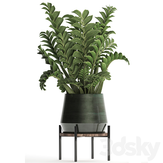 Collection of small plants in modern round pots with flower stand Dollar tree Zamiokulkas. Set 449. 3DS Max Model - thumbnail 2