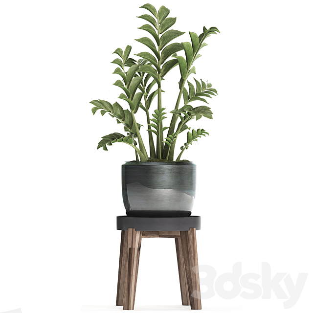 Collection of small plants in modern round pots with flower stand Dollar tree Zamiokulkas. Set 449. 3DS Max Model - thumbnail 3