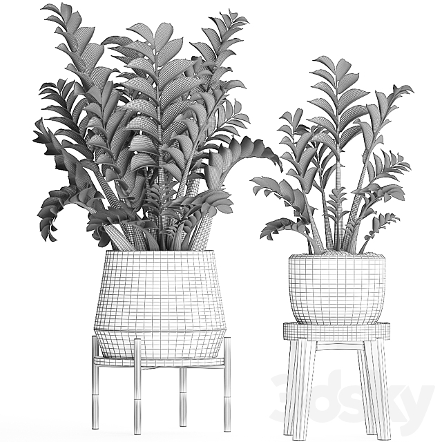 Collection of small plants in modern round pots with flower stand Dollar tree Zamiokulkas. Set 449. 3DS Max Model - thumbnail 5