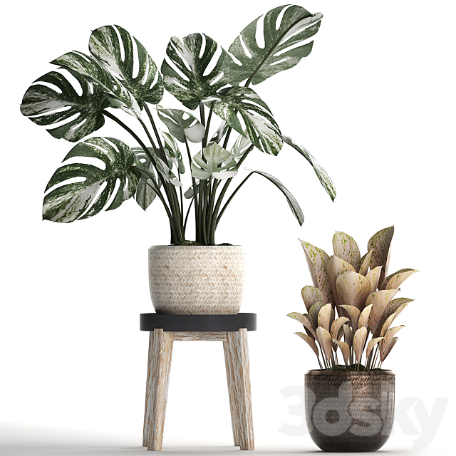 Collection of small plants in modern stylish glossy pots rattan baskets with Monstera variegated luxury. Set 450. 3DS Max Model - thumbnail 2